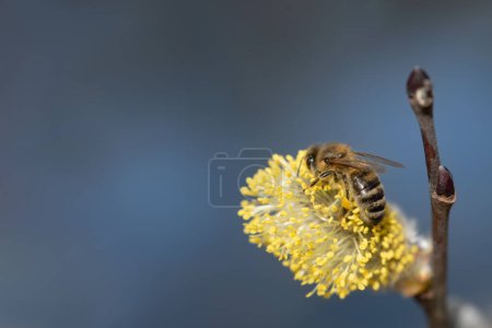 Close-up of a small honeybee sitting on the yellow flowers of a willow. The background is blue. There is space for text.