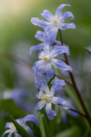 Close-up of a common star hyacinth (Chionodoxa luciliae) growing in a meadow in spring. There are small drops on the flowers. The sun is shining in the background.