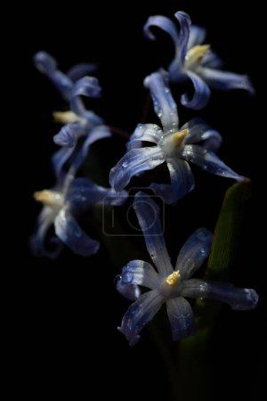 Nahaufnahme einer Sternhyazinthe (Chionodoxa luciliae), die im Frühling mit Wassertropfen bedeckt ist. Der Hintergrund ist dunkel.