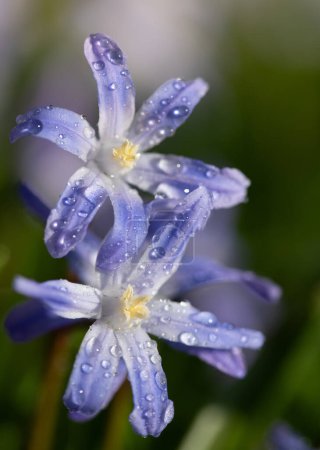 Primer plano de un jacinto estrella común (Chionodoxa luciliae) que crece en un prado en primavera. Hay pequeñas gotas en las flores. El sol brilla en el fondo.