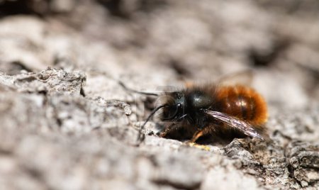 Close-up of a small wild bee crawling on the bark of a tree trunk. The bee is brown and black in color. You can clearly see the bee's hairs.