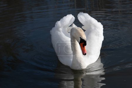 Nahaufnahme eines weißen majestätischen stummen Schwans. Der Schwan schwimmt dem Betrachter entgegen. Der Vogel spiegelt sich im Wasser. Die Flügel sind leicht angehoben.