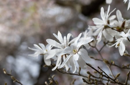 Photo for White star anemones bloom on a tree in spring. In the background are the outlines of other flowers. There is space for text. - Royalty Free Image