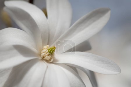 Photo for Close-up of the blossom of a white star magnolia. Blue sky in the background. The petals glow in the sun. It is spring. - Royalty Free Image