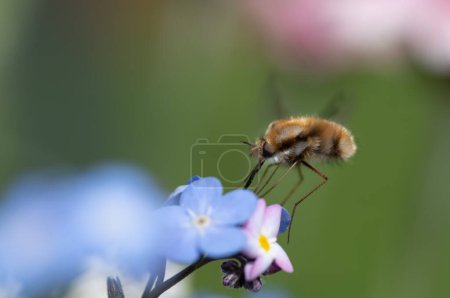 Close-up of a flying insect, a large woolly hoverfly (Bombylius major), searching for food on a forget-me-not flower in flight. The background is green.