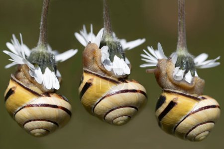 Close-up of three snails hanging from small daisies. The snails are hanging from the bottom of the flowers and are slightly twisted. The snail shells show their spiral shape.