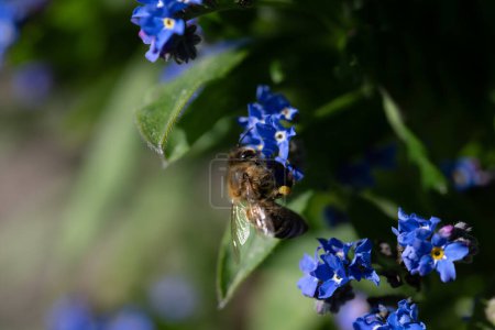 Téléchargez les photos : Un petit abeille pend sur les fleurs de petites fleurs bleues, les myosotis. Les fleurs sont des fleurs sauvages. Il y a de l'espace pour le texte. - en image libre de droit