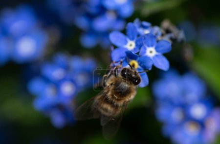 Téléchargez les photos : Un petit abeille se trouve sur les fleurs des myosotis bleus. L'abeille est photographiée d'en haut. - en image libre de droit