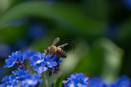 Téléchargez les photos : Un petit abeille cherche du pollen et de la nourriture sur les fleurs bleues sauvages, les myosotis. Le fond est vert avec de l'espace pour le texte. - en image libre de droit