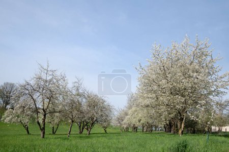 Un huerto de prados en primavera. Los árboles frutales florecen al sol. Los árboles forman un callejón en el prado.