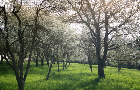Árboles frutales florecientes en un huerto de prados en primavera. El sol brilla a través de las ramas por detrás.