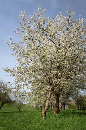 Un cerezo de flor blanca se encuentra en un huerto de prados en Baviera. El prado es verde. El cielo es azul. La imagen está en formato vertical.