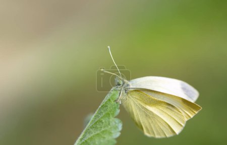 Primer plano de una mariposa amarilla, un pequeño repollo blanco (Pieris rapae), sentado en su hoja verde. Hay espacio para el texto en el fondo.