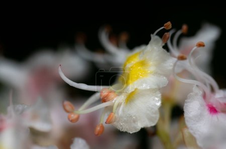 Close-up of the detail of the horse chestnut blossom. One of the small white flowers is clearly visible and is wet from the rain. The background is dark.