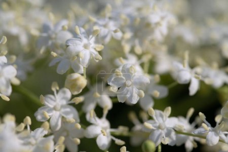 Photo for Close-up of small white elderflowers. The flowers are covered with tiny dewdrops. The flowers grow in spring. - Royalty Free Image