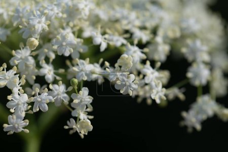 Photo for Close-up of small white elderflowers. The flowers are covered with tiny dewdrops. The background is dark - Royalty Free Image