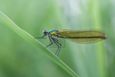 Nahaufnahme einer gebänderten Libelle (Calopteryx splendens), die auf einem Grashalm sitzt. Der Hintergrund ist verschwommen und grün. Die Flügel sind deutlich sichtbar.
