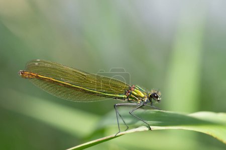 Nahaufnahme einer gebänderten Libelle (Calopteryx splendens), die auf einem Grashalm sitzt. Der Hintergrund ist verschwommen und grün. Die Augen sind deutlich sichtbar.