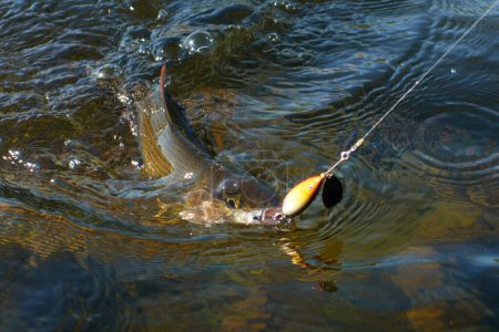 Foto de Grayling caught and hooked from the Arctic river with spinner lure by fisherman in Lapland in Sweden in Kiruna in August 2021. - Imagen libre de derechos