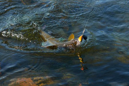 Téléchargez les photos : Grayling caught and hooked from the Arctic river with spinner lure by fisherman in Lapland in Sweden in Kiruna in August 2021. - en image libre de droit