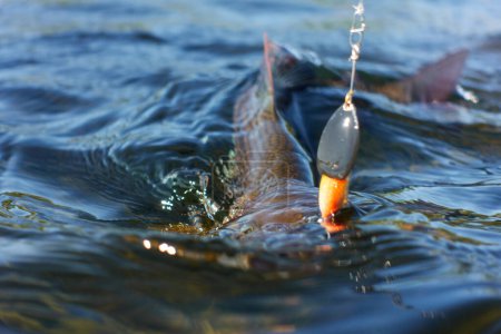 Foto de Grayling caught and hooked from the Arctic river with spinner lure by fisherman in Lapland in Sweden in Kiruna in August 2021. - Imagen libre de derechos