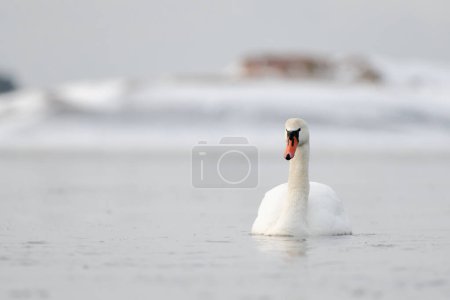 Photo for Mute swans swimming in the ice cold water with icy and snow covered island on the background. - Royalty Free Image