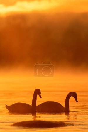 Mute swans swimming in the ice cold water with flaming morning sunrise behind them and sea fog arising from the Baltic Sea.