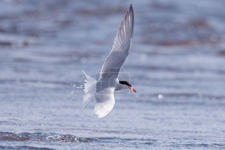 Photo for Common tern flying with a tiny smelt fish in its peak that was freshly caught at the end of April in Western Finland. - Royalty Free Image