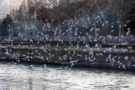 Photo for Flock of seagulls flying over Mtkvari river in Tbilisi, Georgia on sunny evening in January 2023. - Royalty Free Image
