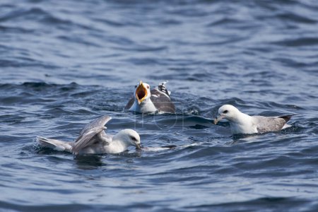 Photo for A great black-backed gull and fulmars fighting for a dead cod fish in the Arctic Ocean in Northern Norway. - Royalty Free Image
