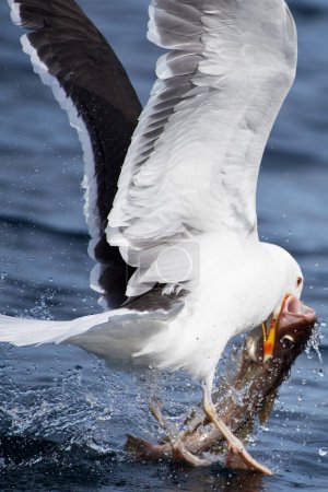 Téléchargez les photos : Un grand goéland à dos noir essayant de décoller de l'eau de mer avec des prises de morue fraîche dans l'océan Arctique dans le nord de la Norvège. - en image libre de droit
