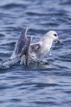 Photo for A fulmar rising to the surface in the Arctic Ocean in Northern Norway. - Royalty Free Image
