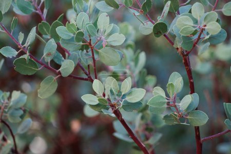 Photo for Green simple alternate distally mucronulate proximally broad-rounded uncurved entire trichomatic elliptic leaves of Arctostaphylos Parryana, Ericaceae, native in the San Emigdio Mountains, Autumn. - Royalty Free Image