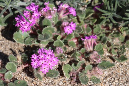 Photo for Pink flowering axillary indeterminate racemose capitate cluster inflorescences of Desert Sand Verbena, Abronia Villosa, Nyctaginaceae, native annual monoclinous herb in the Borrego Valley Desert, Autumn. - Royalty Free Image
