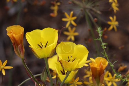 Téléchargez les photos : Clubhair Mariposa Lily, Calochortus Clavatus, une plante indigène monoclineuse vivace présentant des inflorescences de cyme au printemps dans les montagnes de Santa Monica. - en image libre de droit