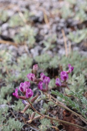 Foto de Big Bear Valley Woollypod, Astragalus Leucolobus, una hierba monoclinica perenne nativa que muestra inflorescencias del racimo axilar durante la primavera en las montañas de San Bernardino. - Imagen libre de derechos