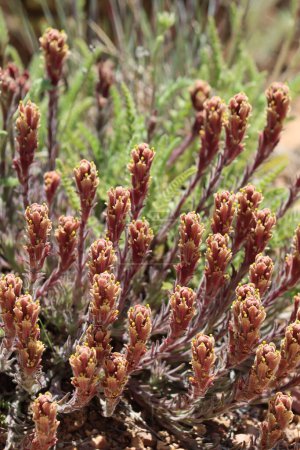 Foto de Cepillo de pintura gris ceniza, Castilleja Cinerea, una hierba monoclinica perenne nativa que muestra inflorescencias de espiga racemosa terminal durante la primavera en las montañas de San Bernardino. - Imagen libre de derechos