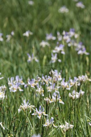 Foto de Un prado se desborda con flores silvestres nativas de Iris Missouriensis, impresionando nociones de gratitud a más de 8000 pies en las montañas de San Emigdio. - Imagen libre de derechos