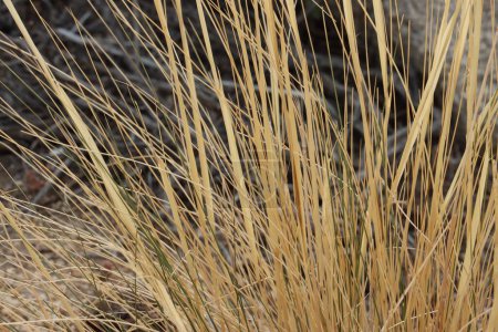 Foto de Desert Needle Grass, Stipa Speciosa, una hierba perenne monoclinosa nativa, se marchita en letargo durante los meses más fríos hasta que vuelven las condiciones favorables, a finales de otoño en las montañas Little San Bernardino, desierto del sur de Mojave. - Imagen libre de derechos