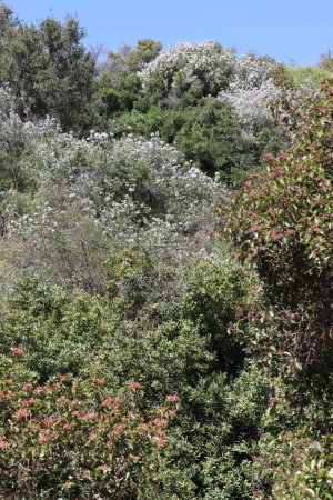 Foto de Arbustos y pequeños árboles se encuentran entre algunos de los competidores más grandes que componen nuestra comunidad de plantas Chaparral en peligro crítico en las montañas de Santa Mónica. - Imagen libre de derechos