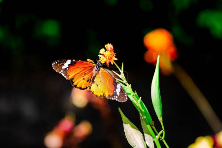 Téléchargez les photos : Papillon monarque est de rester sur une plante verte dans le jardin - en image libre de droit