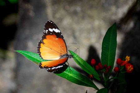 Téléchargez les photos : Papillon monarque est de rester sur une plante verte dans le jardin - en image libre de droit