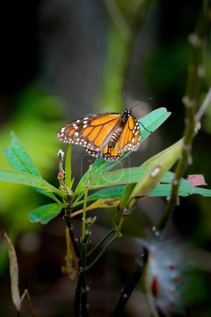 Photo for Monarch butterfly is staying on a green plant in garden - Royalty Free Image