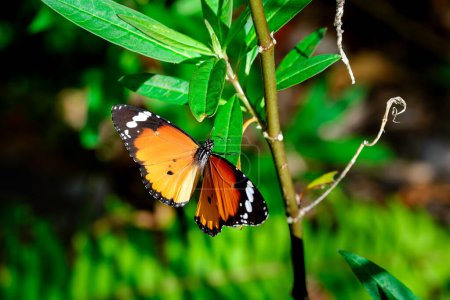Foto de Mariposa monarca se queda en una planta verde en el jardín - Imagen libre de derechos