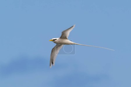 Téléchargez les photos : Oiseau Paille-en-Queue ou Phaeton volant dans des paysages naturels, Ile de la Réunion - en image libre de droit