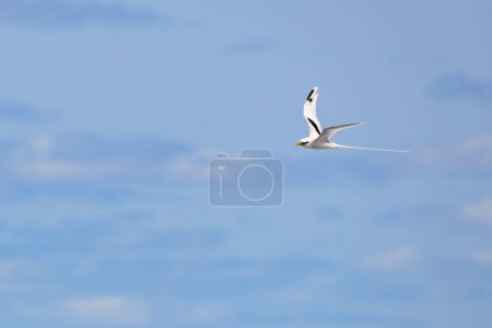 Téléchargez les photos : Oiseau Paille-en-Queue ou Phaeton volant dans des paysages naturels avec ciel bleu et nuages, Ile de la Réunion - en image libre de droit
