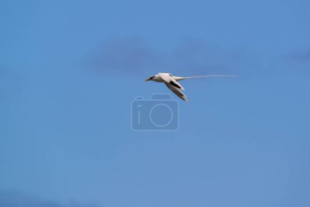 Téléchargez les photos : Oiseau Paille-en-Queue ou Phaeton volant dans des paysages naturels avec ciel bleu et nuages, Ile de la Réunion - en image libre de droit