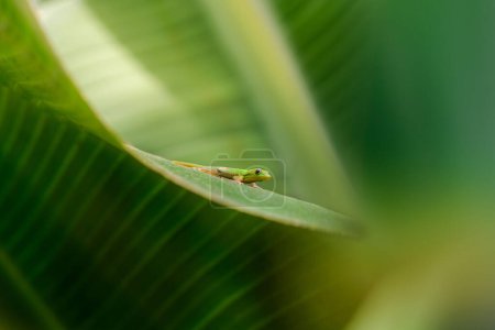 Foto de Gecko verde en hoja de plátano en Isla Reunión - Imagen libre de derechos
