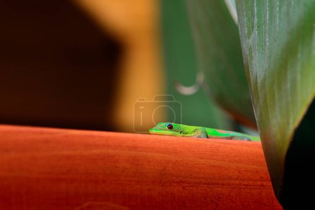 Foto de Gecko Verde esperando madera en la Isla Reunión - Imagen libre de derechos