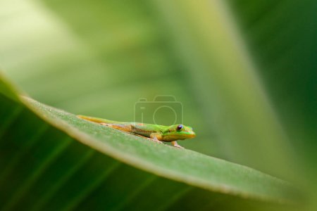 Photo for Green Gecko on banana leaf at Reunion Island - Royalty Free Image